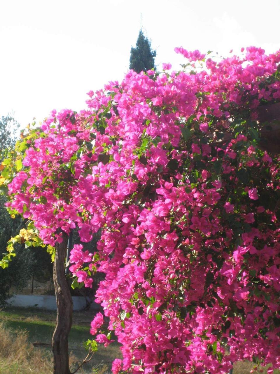Ktima Ellopia * Kolymbia